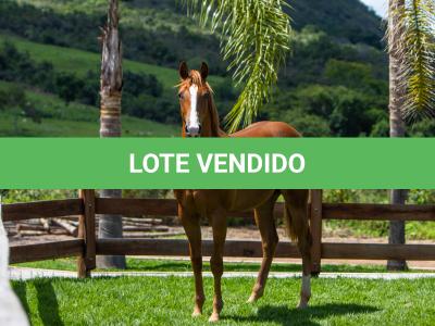 LOTE 011 - ROYAL ETERNALY BLUE