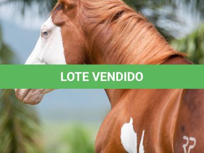 LOTE 006 - POP SUPER GUNNER
