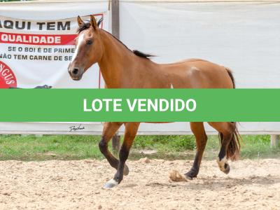 LOTE 007 - HANA DA RORAIMA (2x1)