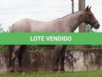 LOTE 001 - INFINITA DA FLORESTA