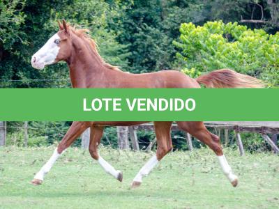 LOTE 003 - GUN MJ BOY Z