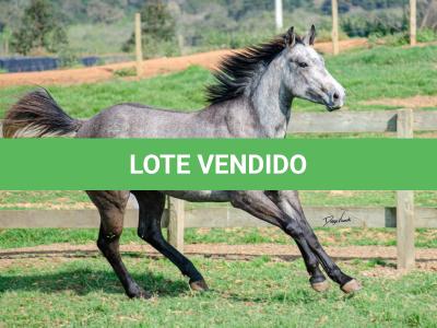 LOTE 007 - ALMA BEST GUN