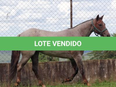 LOTE 001 - INFINITA DA FLORESTA