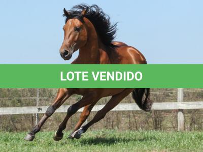 LOTE 004 - ROOSTERS DUN IT GUN