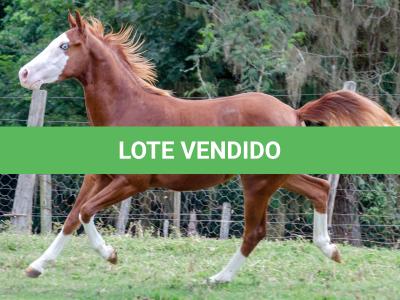 LOTE 003 - GUN MJ BOY Z