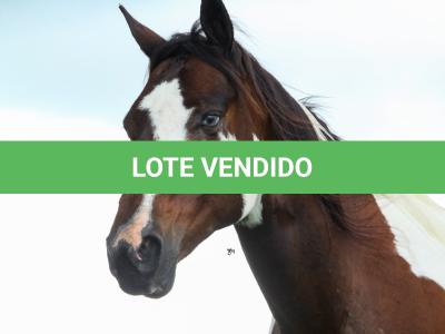 LOTE 017 - CHIVAS DO PICASSO EDA - TE