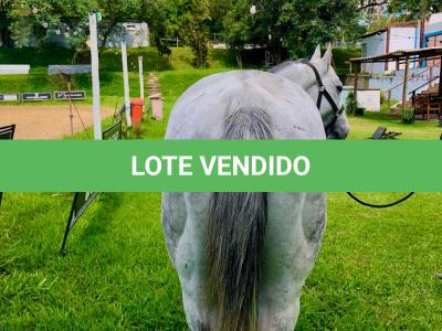 LOTE 013 - DASHIN GOOD
