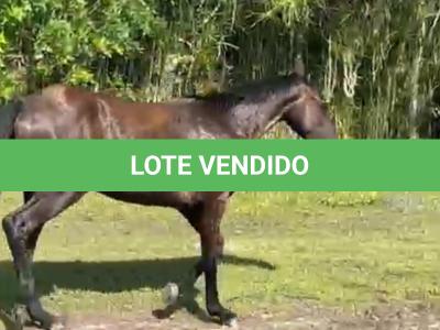 LOTE 006 - REY QUESTION