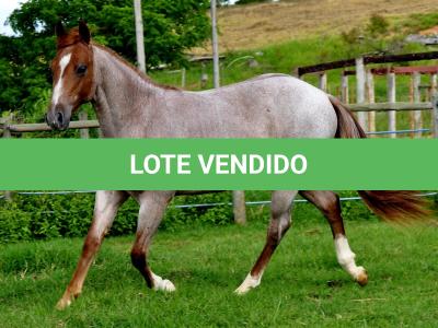 LOTE 005 - POP REY STAR MIME