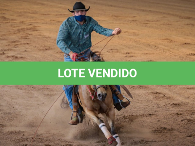 LOTE 011 - SHINERS JAY BELL LA