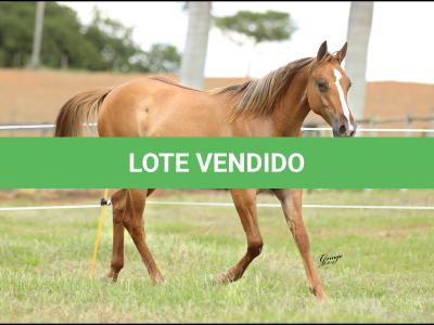 LOTE 024 - AYLA CD PISTOL MIME