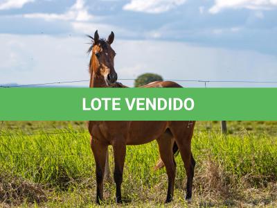 LOTE 004 - GUAPA PEPPY SAN
