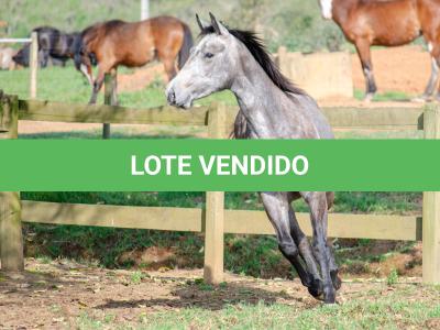 LOTE 007 - ALMA BEST GUN
