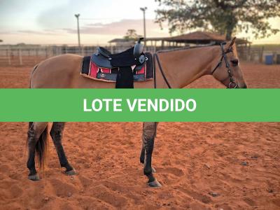 LOTE 009 - DAKOTA BARS LADY