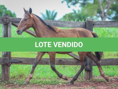 LOTE 023 - MAXIMUS MSM