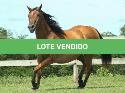 LOTE 007 - PLAY DONNA DOC JA