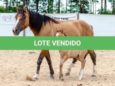 LOTE 006 - QUARESMA EMS (3x1)