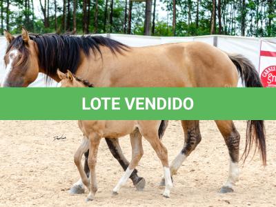 LOTE 006 - QUARESMA EMS (3x1)