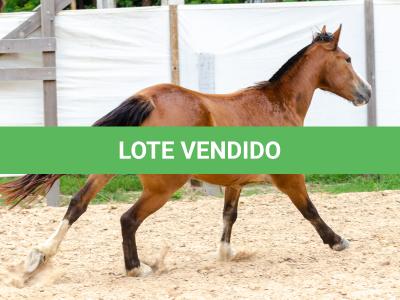LOTE 014 - BONECA ESM DA PPMP