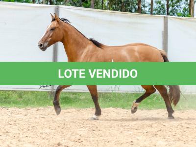 LOTE 007 - HANA DA RORAIMA (2x1)