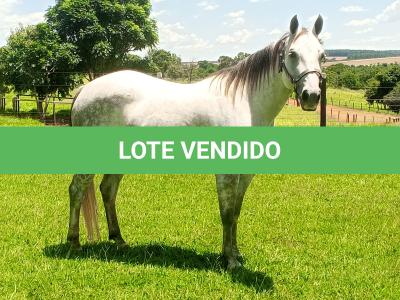 LOTE 001 - PEP GRAY DUAL