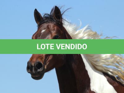 LOTE 005 - ZAN CODY CIELO YBJ