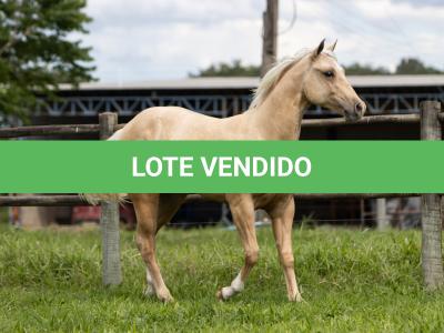 LOTE 012 - MARECHAL WHIZ