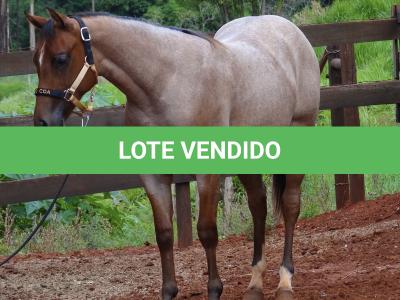 LOTE 018 - PEROLA MISTERCAT CDA