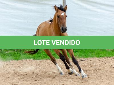 LOTE 009 - ESMERALDA ESM DA PPMP