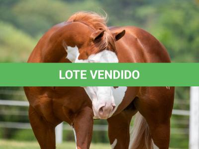 LOTE 006 - POP SUPER GUNNER
