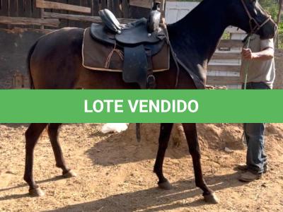 LOTE 001 - EMBRIÃO A EFETIVAR (BIG SHINER x ILP NEGRA FURACÃO)