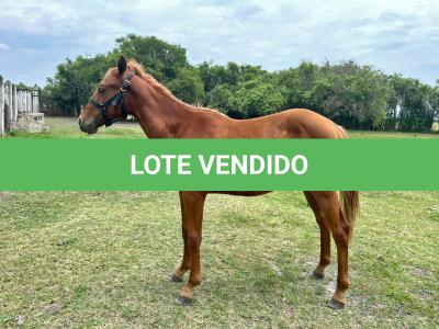 LOTE 007 - REY MAGIC ABRA CI