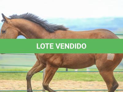 LOTE 029 - TORNADO ONE GUN