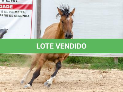 LOTE 009 - ESMERALDA ESM DA PPMP