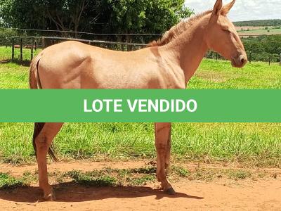 LOTE 018 - MARLBORO