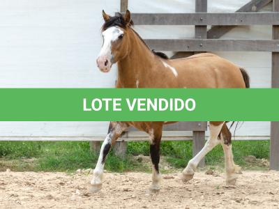 LOTE 008 - DEBOCHADA ESM DA PPMP