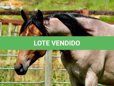 LOTE 001 - HULK REY STAR MIME
