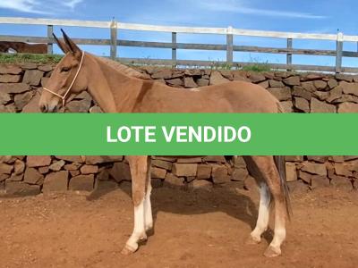 LOTE 004 - MINEIRO DA EAS