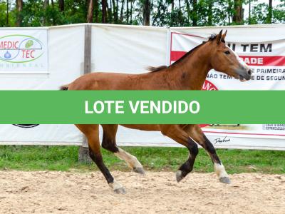 LOTE 014 - BONECA ESM DA PPMP