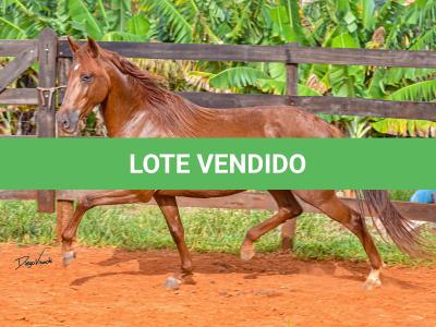 LOTE 018 - KKKK RESGATE DA TRADIÇÃO