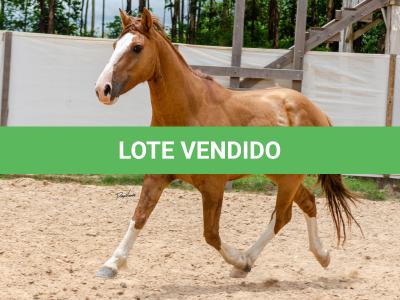 LOTE 016 - CALIBRE ESM DA PPMP