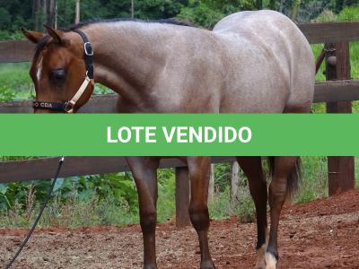 LOTE 018 - PEROLA MISTERCAT CDA