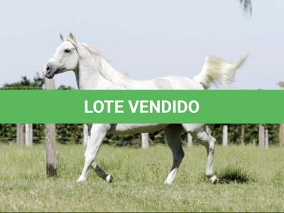 LOTE 010 - ZANICA HAIDAS PEP
