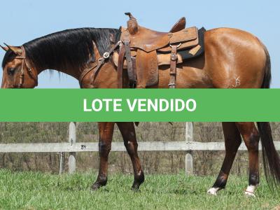 LOTE 004 - ROOSTERS DUN IT GUN