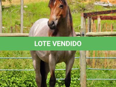 LOTE 001 - HULK REY STAR MIME