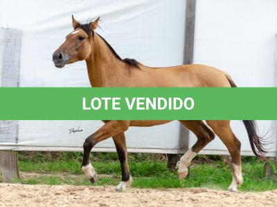 LOTE 009 - ESMERALDA ESM DA PPMP