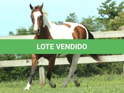 LOTE 018 - ESSENCE BAR FANCY - TE