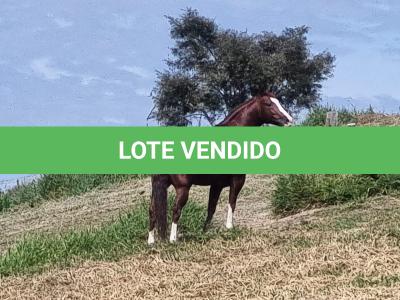 LOTE 014 - DONT BET LITTLE RE