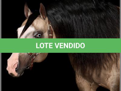 LOTE 012 - JUST IN HOLLYGUN QR