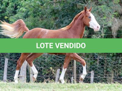 LOTE 003 - GUN MJ BOY Z